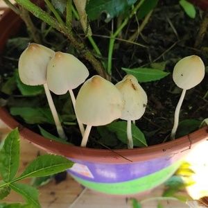 Meet your Posher, Elaine